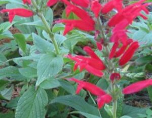 Salvia pineapple sage Jacksonville St Augustine Florida