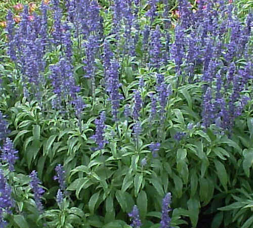 Salvia Victoria Blue