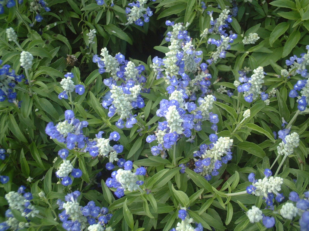 Salvia strata