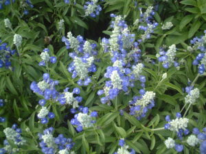 Salvia Strata bicolor