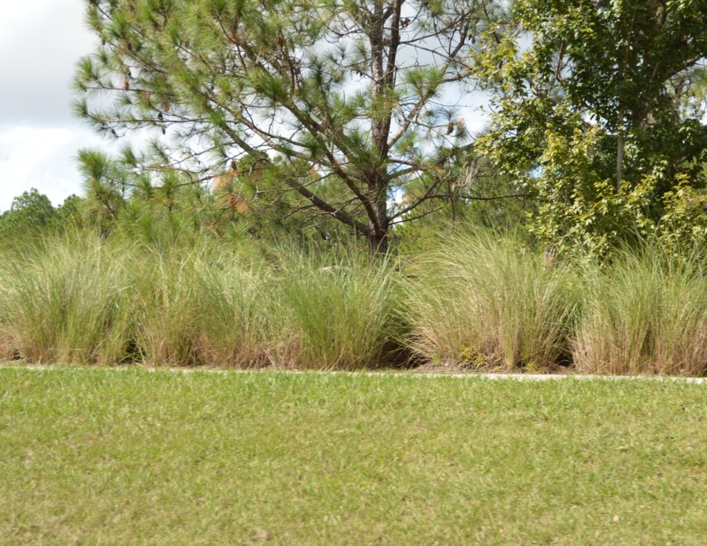 Sand Cord Grass beside a walkway in mass planting