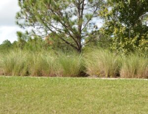 Sand Cord Grass beside a walkway in mass planting 