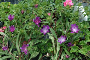 Stokesia Purple parasol Jacksonville Florida 