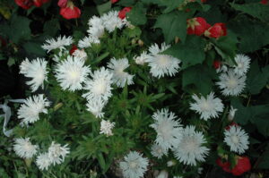 Stokesia White surprise Jacksonville St. Augustine Florida 