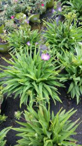 Stokesia Purple 