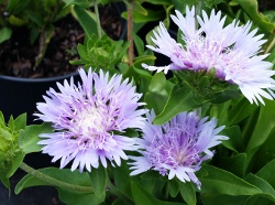 Stokesia Laevis Blue Jacksonville St. Augustine Florida 