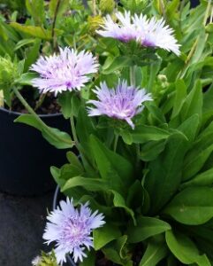 Stokesia laevis 