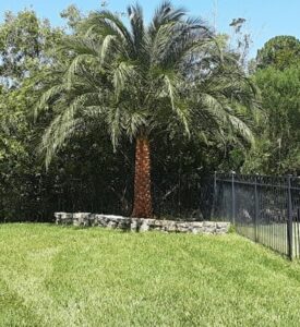 Sylvestris as a corner landscape specimen