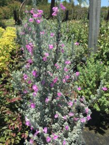 Texas sage blooming after heavy rains