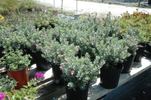 Texas sage on a display table starting to bloom in pots 