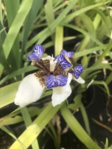 Heirloom walking iris bloom 