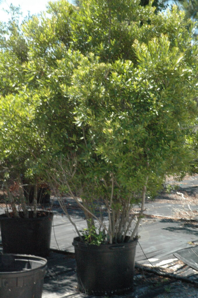 Florida Native Wax Myrtle plants in the northeast Florida landscapes