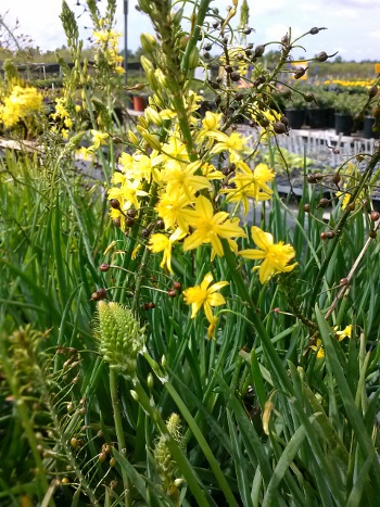 Bulbine Yellow S & J Nursery in bloom