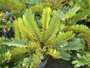 Cardboard palm showing bright color on newly formed fronds St. Augustine Florida 