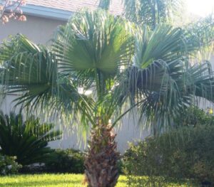 Chinese fan palm planted into an Island bed in the middle of the lawn in the Jacksonville Florida landscape 