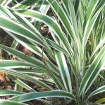 Variegated Flax Lily Dianella tasmanica variegata foliage up close showing the bold stripes of white on the leaf blades