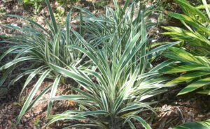 Cluster of Variegated Flax Lily Dianella tasmanica in the St. Augustine Florida landscape 