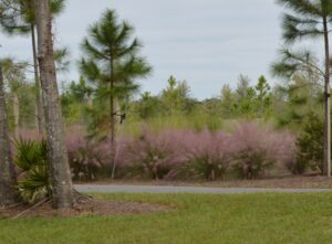 Muhly Grass in large mass next to a disewalk in an All Florida native planting under Pine trees 