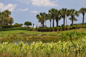 Sabal palms line the sky near the beach beside a pond bank