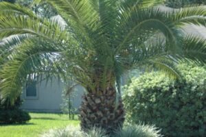 Canary Island Daste palm underplanted with Aztec border grass in St. Augustine Florida