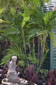 Hardy bamboo palm as a backdrop against office building in a nursery pot St. Augustine Florida