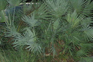 Silver Saw Palmetto Jacksonville Florida 