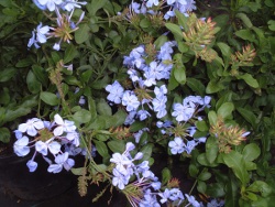 Plumbago Blue Blooms up close