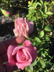 Rose Belindas Dream opening bud