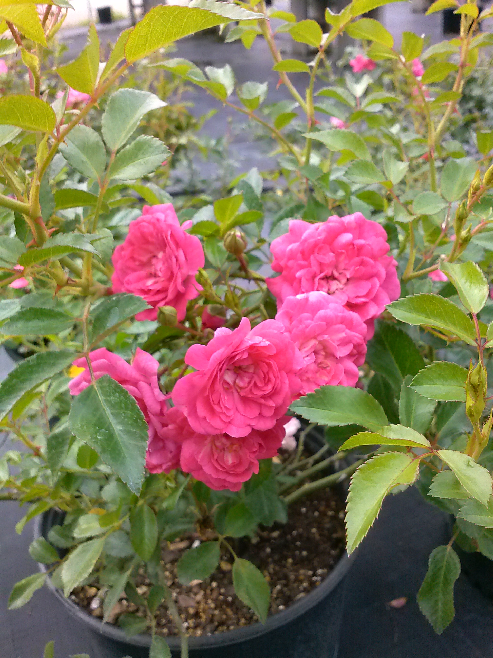 Old Garden / Heirloom Roses – Tree Farm & Nursery