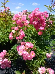 Rose Pick Nick Heirloom Polyantha