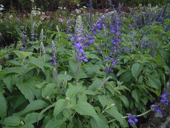 Salvia indigo Spires