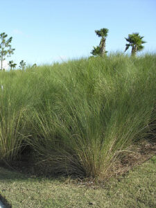 Sand Cord grass used beside a pond bank in mass planting near the ocean for a salt tolerant groundcover 