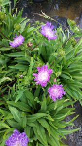 Stokesia Purple parasol St Augustine Florida 