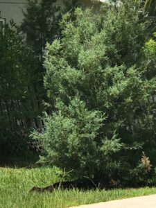 Arizona Cypress in the Landscape