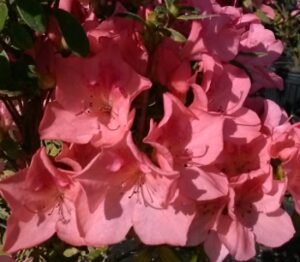 Azalea Duc De Rohan Blooms up close in a cluster