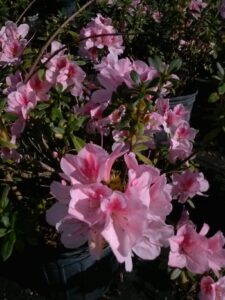 Azalea Duchess of Cypress newly opened blooms