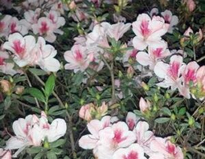 Azalea duchess of cypress blooms