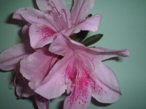 Azalea George Tabor blooms up close