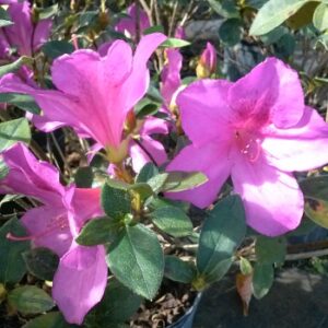 Azalea lavender Formosa purple blooms