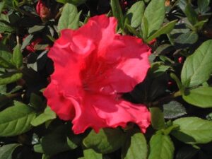 Azalea Red Ruffle Bloom up close on shrub