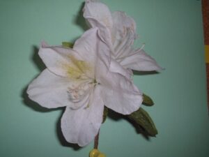 Azalea White G.G. Gerbing blooms against a green background