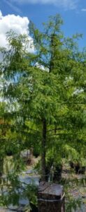 Bald Cypress nursery 30 gallon container