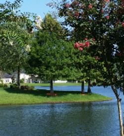 Bald Cypress tree by a ponds edge St. Augustine Florida