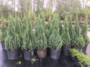 larger 15 galloon pot blue point Juniper shaped to a narrow point