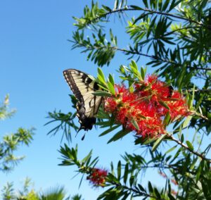 Butterfly on bottlebrush bloom St. Augustine Florida 