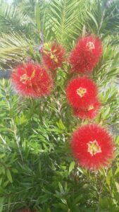 Bottlebrush Dwarf Macarthur blooms