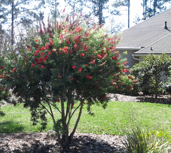 Bottlebrush Red Cluster Multi trunk St. Augustine Florida