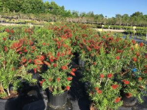 Bottlebrush Red Cluster nursery crop of 7 gallon pots blooming