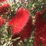 Bottlebrush Slim blooms up close