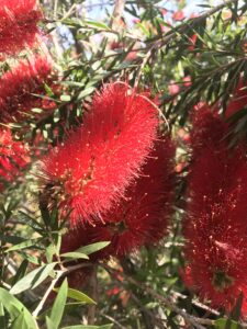 Bottlebrush Slim blooms up close